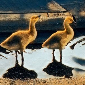 Meet your Posher, Roxanne